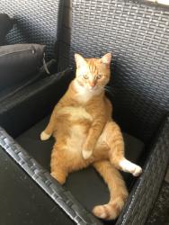 Reunited Male Cat last seen Isabella Close & George Cct, Bald Hills, QLD 4036