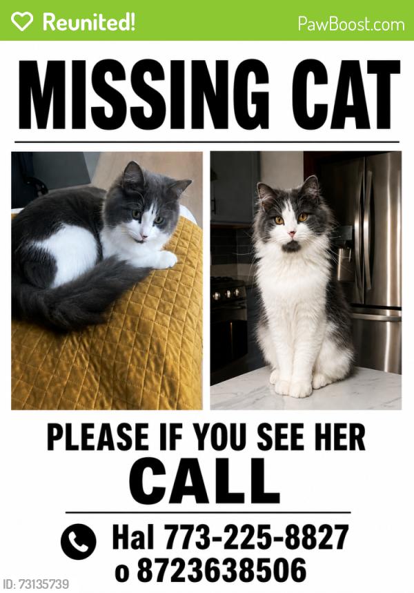 Reunited Female Cat last seen Near n spokane ave, Chicago, IL 60646