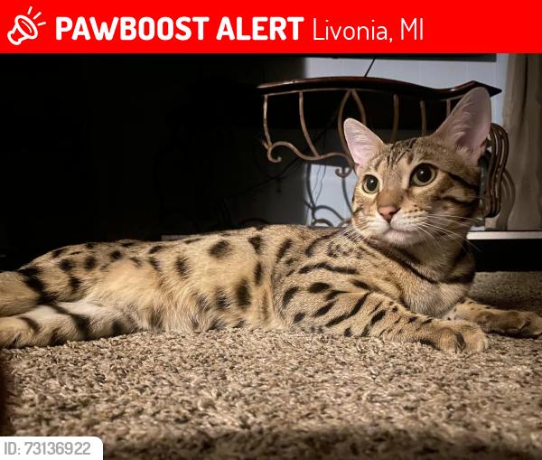Lost Male Cat last seen at Fairway and Perth in Livonia, Livonia, MI 48150
