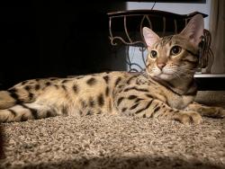 Lost Male Cat last seen at Fairway and Perth in Livonia, Livonia, MI 48150
