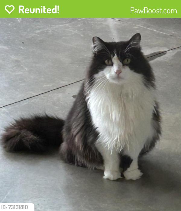 Reunited Male Cat last seen Oak Ridge Elementary, Oak Ridge, NC 27310
