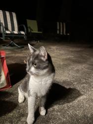 Found/Stray Male Cat last seen Bermuda Run, Bermuda Run, NC 27012