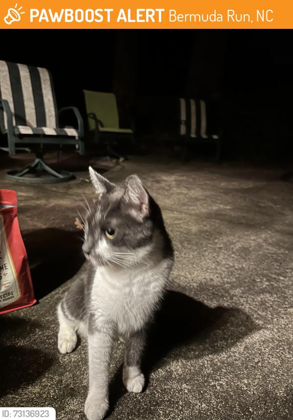 Found/Stray Male Cat last seen Bermuda Run, Bermuda Run, NC 27012