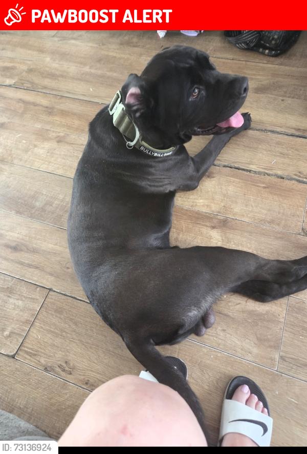 Lost Male Dog last seen Ub77uq , Greater London, England UB7 7UQ
