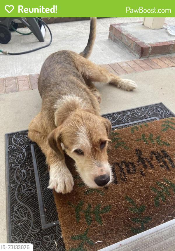 Reunited Male Dog last seen Timberidge Dr, Martinez, GA 30907