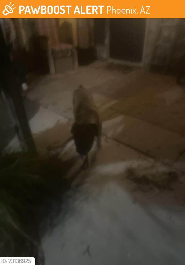 Found/Stray Male Dog last seen 43rd Ave & bell, Phoenix, AZ 85306