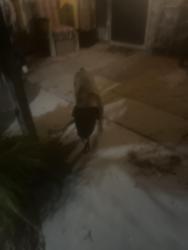 Found/Stray Male Dog last seen 43rd Ave & bell, Phoenix, AZ 85306