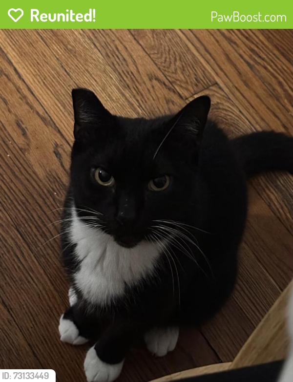 Reunited Male Cat last seen Near Whitney Ave, New Haven, CT 06511, USA, New Haven, CT 06511