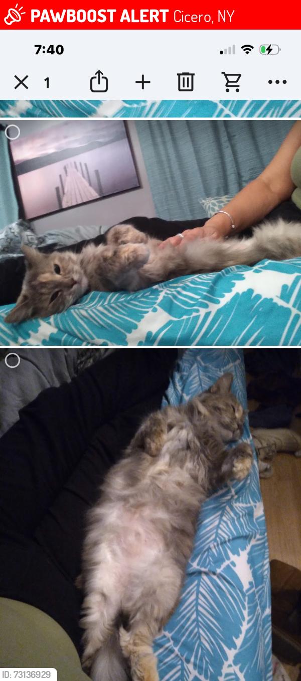 Lost Female Cat last seen Route 31 and Tuttle Rd, Cicero, NY 13030