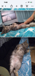 Lost Female Cat last seen Route 31 and Tuttle Rd, Cicero, NY 13030