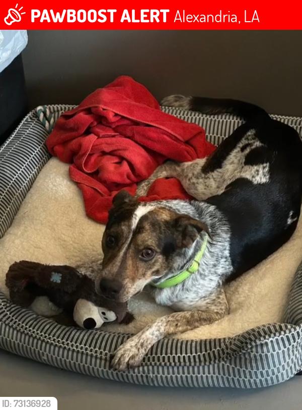 Lost Male Dog last seen Timothy Avenue, Alexandria, LA, Alexandria, LA 71302