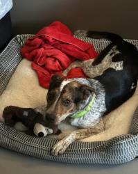 Lost Male Dog last seen Timothy Avenue, Alexandria, LA, Alexandria, LA 71302