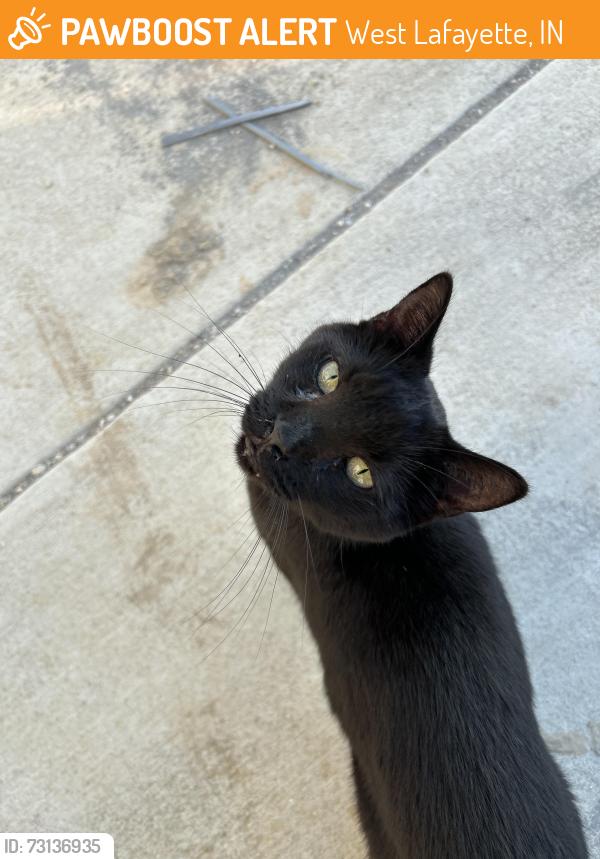 Found/Stray Male Cat last seen Cumberland ave , new construction, West Lafayette, IN 47906