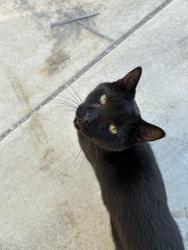 Found/Stray Male Cat last seen Cumberland ave , new construction, West Lafayette, IN 47906
