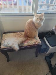 Lost Male Cat last seen Terminal drive industrial park, kwik trip, McFarland, WI 53558