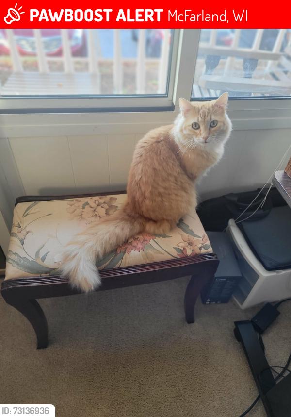 Lost Male Cat last seen Terminal drive industrial park, kwik trip, McFarland, WI 53558