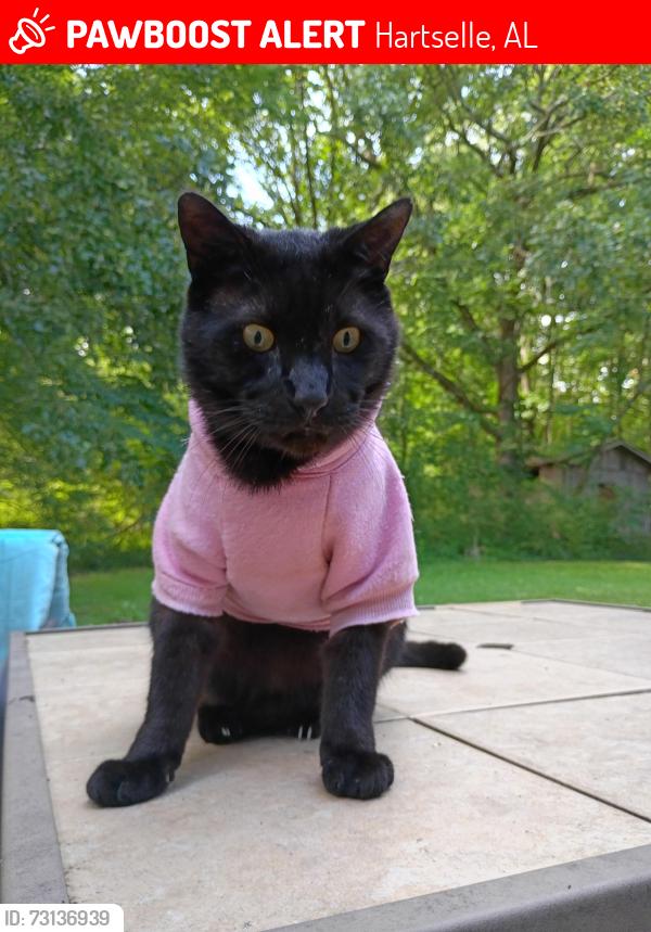 Lost Male Cat last seen Thompson rd, Hartselle, AL 35640