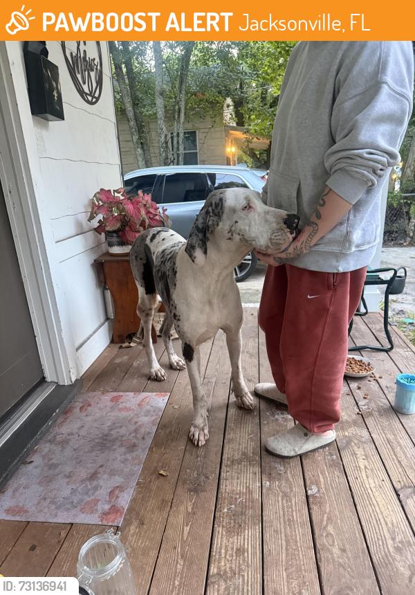 Found/Stray Female Dog last seen Commonwealth ave, Jacksonville, FL 32254