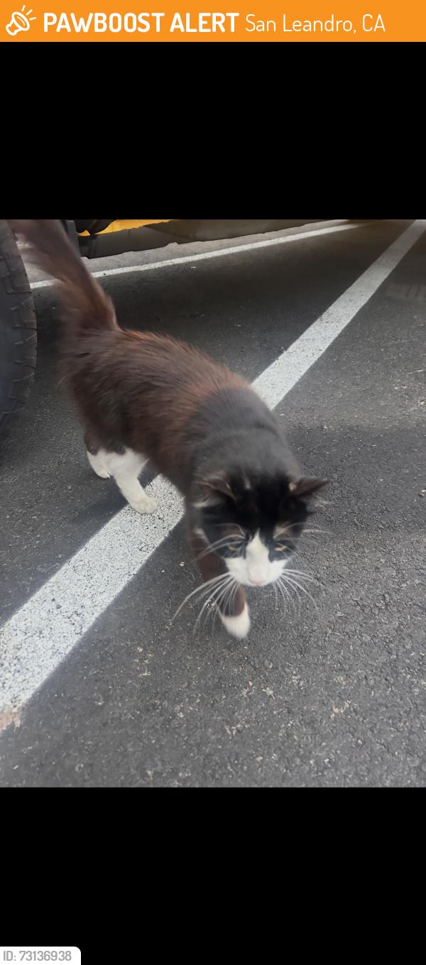 Found/Stray Unknown Cat last seen Williams street, San Leandro, CA 94577