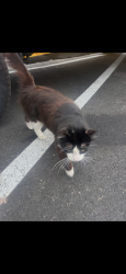 Found/Stray Unknown Cat last seen Williams street, San Leandro, CA 94577