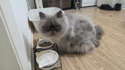 Reunited Male Cat last seen Wilshire and airport freeway, Euless, TX 76040