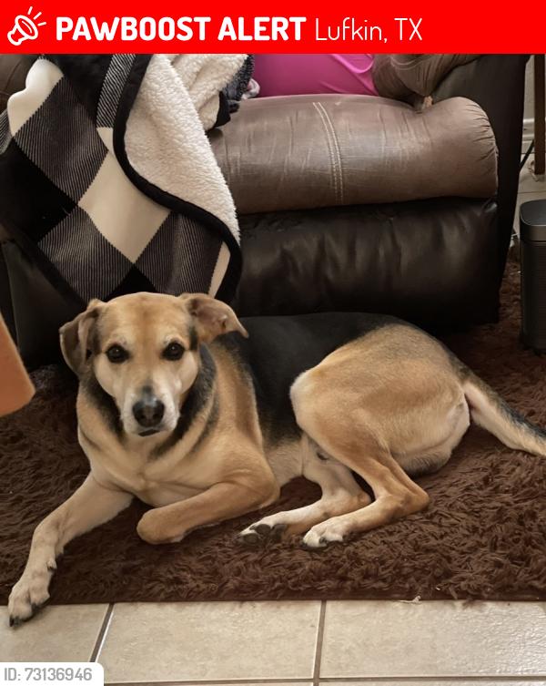 Lost Male Dog last seen Salvation Army / City of lufkin, Lufkin, TX 75901