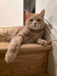 Lost Male Cat last seen Glebe, Arlington, VA 22207