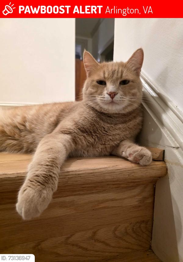 Lost Male Cat last seen Glebe, Arlington, VA 22207