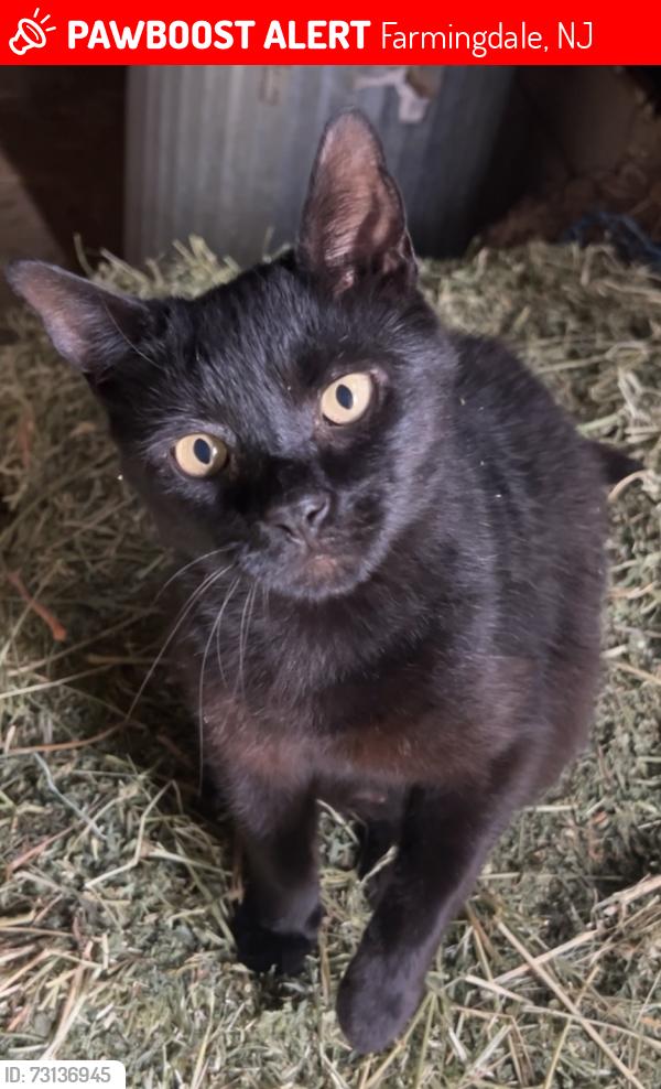 Lost Male Cat last seen End of Colts Neck Road by Earle Base, Farmingdale, NJ 07727