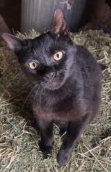 Lost Male Cat last seen End of Colts Neck Road by Earle Base, Farmingdale, NJ 07727