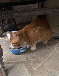 Found/Stray Unknown Cat last seen East Camperdown Way near downtown Greenville, Greenville, SC 29601