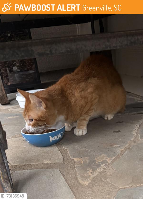 Found/Stray Unknown Cat last seen East Camperdown Way near downtown Greenville, Greenville, SC 29601