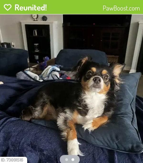 Reunited Male Dog last seen Brittany Drive and Corporate Drive, Lewisville, TX 75067