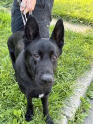 Reunited Female Dog last seen Fairmount park, Philadelphia, PA 19119