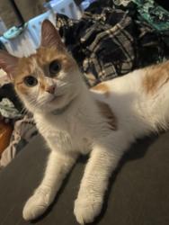 Reunited Female Cat last seen Bromley and downham youth club, Greater London, England BR1 4NL