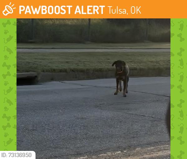 Found/Stray Unknown Dog last seen Apache and Yale tulsa, Tulsa, OK 74115