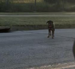 Found/Stray Unknown Dog last seen Apache and Yale tulsa, Tulsa, OK 74115