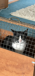 Reunited Male Cat last seen Smith rd, Whatcom County, WA 98226