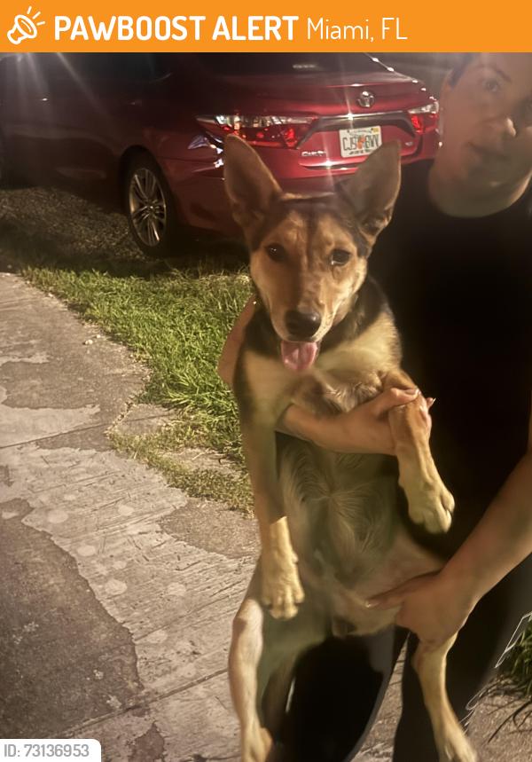 Found/Stray Unknown Dog last seen 109ct, Miami, FL 33170