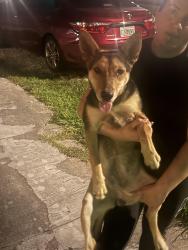 Found/Stray Unknown Dog last seen 109ct, Miami, FL 33170