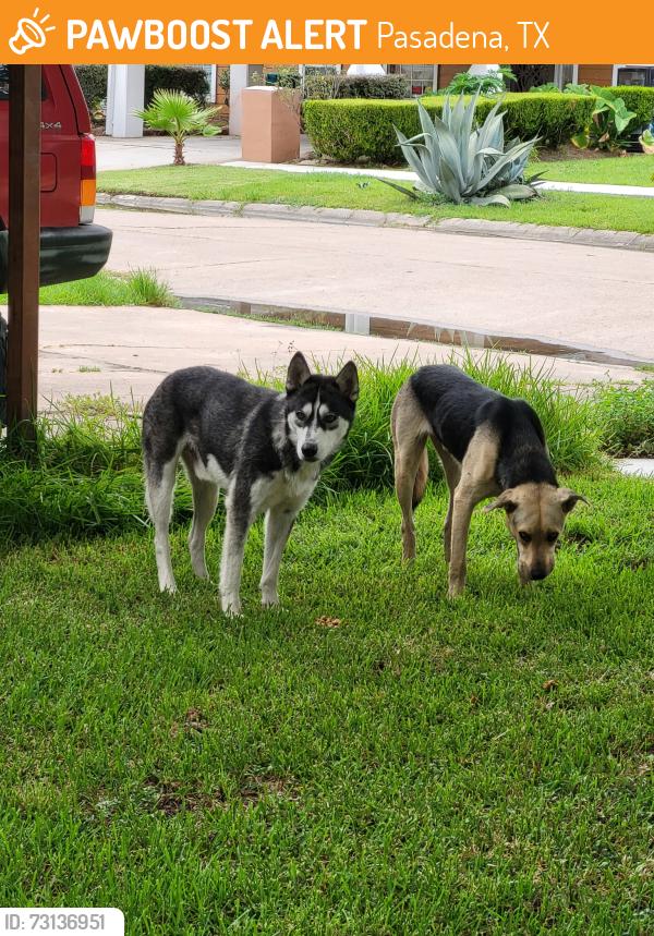 Found/Stray Unknown Dog last seen westside dr pasadena tx 77502, Pasadena, TX 77502