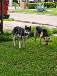 Found/Stray Unknown Dog last seen westside dr pasadena tx 77502, Pasadena, TX 77502