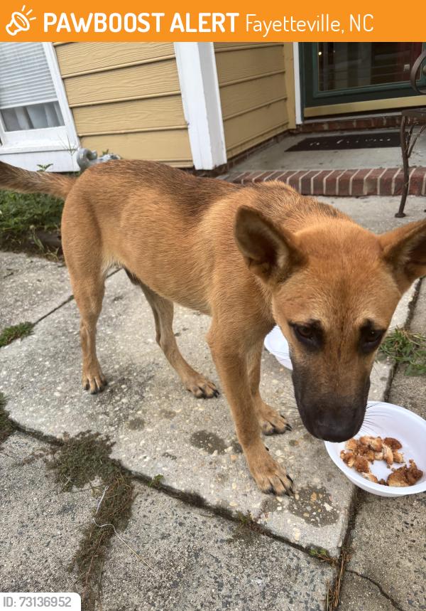 Found/Stray Male Dog last seen Strickland Bridge Rd., Fayetteville, NC 28304