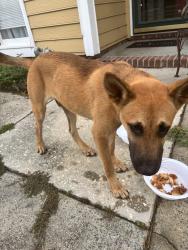 Found/Stray Male Dog last seen Strickland Bridge Rd., Fayetteville, NC 28304