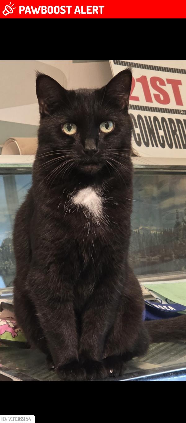 Lost Female Cat last seen Hilsea Train Station, Portsmouth, England PO3 5EX
