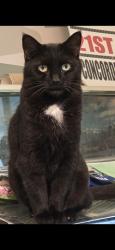 Lost Female Cat last seen Hilsea Train Station, Portsmouth, England PO3 5EX