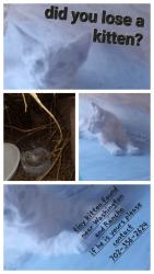 Found/Stray Male Cat last seen Washington and Robin street, Las Vegas, NV 89106
