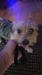 Reunited Male Dog last seen Belltree/ Fleming, Flint, MI 48504