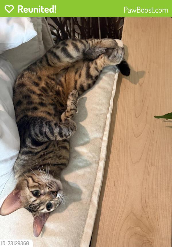 Reunited Male Cat last seen Sinclair, San Antonio, TX 78222