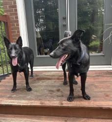 Reunited Unknown Dog last seen Golf Course Dr, Raleigh, NC 27610, USA, Raleigh, NC 27610
